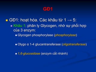 GĐGĐ11
GĐGĐ1:1: hohoạạtt hhóóaa.. CCáácc khâukhâu ttừừ 11 →→ 5:5:
KhâuKhâu 11:: phânphân lyly Glycogen,Glycogen, nhnhờờ ssựự phphốốii hhợợpp
ccủủaa 33 enzymenzym::
GlycogenGlycogen phosphorylasephosphorylase ((phosphorylasephosphorylase))
OlygoOlygo αα 11--44 glucantransferaseglucantransferase ((oligotransferaseoligotransferase))
1,61,6--glucosidaseglucosidase ((enzymenzym ccắắtt nhnháánhnh))
 