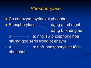 PhosphorylasePhosphorylase
CCóó coenzymcoenzym:: pyridoxalpyridoxal phosphatphosphat
PhosphorylasePhosphorylase:: ddạạngng a:a: hđhđ mmạạnhnh
ddạạngng b:b: khôngkhông hđhđ
-- bb a:a: nhnhờờ ssựự phosphorylphosphoryl hhóóaa
nhnhữữngng ggốốcc serinserin trongtrong ptpt enzymenzym
-- aa b:b: nhnhờờ phosphorylasephosphorylase ttááchch
phosphatphosphat..
 