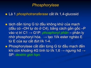 PhosphorylasePhosphorylase
LLàà 11 phosphotransferasephosphotransferase ccắắtt l/kl/k 1,41,4--glucosidglucosid
ttááchch ddầầnn ttừừngng GG ttừừ đđầầuu khôngkhông khkhửử ccủủaa mmạạchch
((đđầầuu ccóó ––OHOH ttựự dodo ởở C4),C4), bbằằngng ccááchch ggắắnn ggốốcc ––PP
vvààoo vvịị trtríí C1C1 →→ G1P:G1P: phosphorylphosphoryl phânphân –– phânphân lyly
nhnhờờ phosphorylphosphoryl hhóóaa.. →→ ttạạoo 1l/k ester1l/k ester nghnghèèoo EE
ttừừ EE ccủủaa ssựự ccắắtt đđứứtt l/kl/k 11--4.4.
PhosphorylasePhosphorylase ccắắtt ddầầnn ttừừngng GG ttừừ đđầầuu mmạạchch đđếếnn
khikhi còncòn khokhoảảngng 4G4G ttíínhnh ttừừ l/kl/k 1,61,6 →→ ngưngngưng hđhđ →→
SP:SP: dextrindextrin gigiớớii hhạạnn..
 