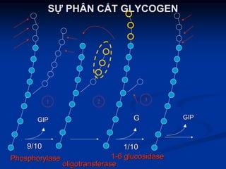 SSỰỰ PHÂN CPHÂN CẮẮT GLYCOGENT GLYCOGEN
GG
oligotransferaseoligotransferase
PhosphorylasePhosphorylase
1/101/109/109/10
GIPGIPGIPGIP
11--66 glucosidaseglucosidase
1 32
 