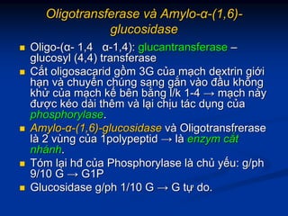 OligotransferaseOligotransferase vvàà AmyloAmylo--αα--(1,6)(1,6)--
glucosidaseglucosidase
OligoOligo--((αα-- 1,41,4 αα--1,4):1,4): glucantransferaseglucantransferase ––
glucosylglucosyl (4,4)(4,4) transferasetransferase
CCắắtt oligosacaridoligosacarid ggồồmm 3G3G ccủủaa mmạạchch dextrindextrin gigiớớii
hhạạnn vvàà chuychuyểểnn chchúúngng sangsang ggắắnn vvààoo đđầầuu khôngkhông
khkhửử ccủủaa mmạạchch kkếế bênbên bbằằngng l/kl/k 11--44 →→ mmạạchch nnààyy
đưđượợcc kkééoo ddààii thêmthêm vvàà llạạii chchịịuu ttáácc ddụụngng ccủủaa
phosphorylasephosphorylase..
AmyloAmylo--αα--(1,6)(1,6)--glucosidaseglucosidase vvàà OligotransfreraseOligotransfrerase
llàà 22 vvùùngng ccủủaa 1polypeptid1polypeptid →→ llàà enzymenzym ccắắtt
nhnháánhnh..
TTóómm llạạii hđhđ ccủủaa PhosphorylasePhosphorylase llàà chchủủ yyếếuu: g/ph: g/ph
9/10 G9/10 G →→ G1PG1P
GlucosidaseGlucosidase g/ph 1/10 Gg/ph 1/10 G →→ GG ttựự do.do.
 