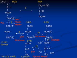 OO
llll
CC -- HH
ll
HCOHHCOH
ll
CHCH22--O PO P
CHCH22 –– 00 -- PP
ll
C = OC = O
ll
CHCH22OHOH
Gđ 2:
NAD+
PGADH
NADHH+
Pvc
COO~ PCOO~ P
ll
HCOHHCOH
ll
CHCH22O PO P
PGA
COOHCOOH
ll
HCOHHCOH
ll
CHCH22OO-- PP
COOHCOOH
ll
HCOHCO-- PP
ll
CHCH22OHOH
3 PG 2 PG
PDA
7
1,3 diP-
Glycerat
PG Kinase
ATP PG mutase
enolase
3-PG
COOHCOOH
ll
C=OC=O
ll
CHCH33
COOHCOOH
ll
CO~ PCO~ P
llll
CHCH22
9 10
ATP
12
Pvc
Pyruvat Kinase
PEP
a. pyruvic* Pư 12 là 1 chiều
H2O
8
11
 