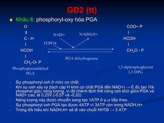 GĐGĐ2 (2 (tttt))
KhâuKhâu 8:8: phosphorylphosphoryl--oxyoxy hhóóaa PGAPGA
-- SSựự phosphorylphosphoryl oxhoxh ởở mmứứcc cơcơ chchấấtt::
-- KhiKhi ssựự oxhoxh xxảảyy rara ((ttááchch ccặặpp HH khkhỏỏii cơcơ chchấấtt PGAPGA đđếếnn NAD+)NAD+) →→ EE đđủủ ttạạoo 1l/k1l/k
phosphatphosphat gigiààuu năngnăng lưlượợngng,, vvìì đđộộ chênhchênh llệệchch ththếế năngnăng oxhoxh khkhửử gigiữữaa PGAPGA vvàà
NAD+NAD+ caocao,, llàà 0,25V (0,25V (--0,570,57 vvàà --0,32)0,32)
-- NăngNăng lưlượợngng nnààyy đưđượợcc chuychuyểểnn sangsang ttạạoo 1ATP1ATP ởở pp..ưư titiếếpp theotheo..
-- SSựự phosphorylphosphoryl oxhoxh PGAPGA ttạạoo đưđượợcc 4ATP4ATP vvìì 3ATP3ATP còncòn trongtrong NADH,H+NADH,H+
-- TrongTrong đđ/k/k hihiếếuu khkhíí NADH,H+NADH,H+ ssẽẽ điđi vvààoo chuchuỗỗii HHTBHHTB →→ 3 ATP3 ATP
OO
llll
CC -- HH
ll
HCOHHCOH
ll
CHCH22--OO-- PP
COO~ PCOO~ P
ll
HCOHHCOH
ll
CHCH22OO -- PP
PGA dehydrogenase
H3PO4
NAD+ NADH,H+
Phosphoglyceraldehyd
PGA
1,3-diphosphoglycerat
1,3-DPG
 