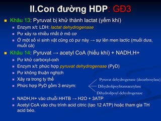 II.ConII.Con đưđườờngng HDPHDP:: GĐGĐ33
KhâuKhâu 1313:: PyruvatPyruvat bbịị khkhửử ththàànhnh lactatlactat ((yyếếmm khkhíí))
EnzymEnzym x/tx/t: LDH:: LDH: lactatlactat dehydrogenasedehydrogenase
PưPư xxảảyy rara nhinhiềềuu nhnhấấtt ởở mômô cơcơ
ỞỞ mmộộtt ssốố vivi sinhsinh vvậậtt ccũũngng ccóó pưpư nnààyy →→ ssựự lênlên men lactic (men lactic (mumuốốii dưadưa,,
mumuốốii ccàà))
KhâuKhâu 1414:: PyruvatPyruvat →→ acetylacetyl CoACoA ((hihiếếuu khkhíí) + NADH,H+) + NADH,H+
PưPư khkhửử carboxylcarboxyl--oxhoxh
EnzymEnzym x/tx/t:: phphứứcc hhợợpp pyruvatpyruvat dehydrogenasedehydrogenase ((PyDPyD))
PưPư khôngkhông thuthuậậnn nghnghịịchch
XXảảyy rara trongtrong tyty ththểể
PhPhứứcc hhợợpp PyDPyD ggồồmm 33 enzymenzym::
NADH,H+NADH,H+ vvààoo chuchuỗỗii HHTBHHTB →→ H2O + 3ATPH2O + 3ATP
AcetylAcetyl CoACoA vvààoo chuchu trtrììnhnh acid citric (acid citric (ttạạoo 12 ATP)12 ATP) hohoặặcc thamtham giagia THTH
acidacid bbééoo.
Pyruvat dehydrogenase (decarboxylase)
Dihydrolipoyltransacetylase
Dihydrolipoyl dehydrogenase
.
 