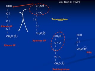 Giai đoạn 2: (HMP)
Transcetolase
CHOCHO
ll
CC ⎫⎫
ll
CC ⎫⎫
ll
CC ⎫⎫
ll
CHCH22O PO P
Ribose 5P
CHCH22OHOH
ll
C = OC = O
ll
⎫⎫ CC
ll
CC ⎫⎫
ll
CHCH22O PO P
Xylulose 5P
Ribose 5P
CHOCHO
ll
CC ⎫⎫
ll
CHCH22O PO P
PGA
CHCH22OHOH
ll
C = OC = O
ll
⎫⎫ CC
ll
(C(C ⎫⎫))33
ll
CHCH22O PO P
Sedoheptulose
 