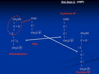 Giai đoạn 2: (HMP)
CHOCHO
ll
CC ⎫⎫
ll
CHCH22O PO P
PGA
CHOCHO
ll
CC ⎫⎫
ll
CC ⎫⎫
ll
CHCH22O PO P
Erythrose 4P
CHCH22OHOH
ll
C = OC = O
ll
⎫⎫ CC
ll
( C( C ⎫⎫))33
ll
CHCH22O PO P
Sedoheptulose
CHCH22OHOH
ll
C = OC = O
ll
⎫⎫ CC
ll
CC ⎫⎫
ll
CC ⎫⎫
ll
CHCH22O PO P
Fructose 6P
 