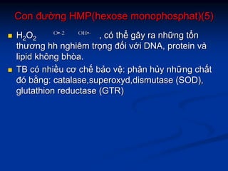ConCon đưđườờngng HMP(hexoseHMP(hexose monophosphat)(5)monophosphat)(5)
HH22OO22 ,, ccóó ththểể gâygây rara nhnhữữngng ttổổnn
thươngthương hhhh nghiêmnghiêm trtrọọngng đđốốii vvớớii DNA, proteinDNA, protein vvàà
lipidlipid khôngkhông bhòabhòa..
TBTB ccóó nhinhiềềuu cơcơ chchếế bbảảoo vvệệ:: phânphân hhủủyy nhnhữữngng chchấấtt
đđóó bbằằngng:: catalase,superoxyd,dismutasecatalase,superoxyd,dismutase (SOD),(SOD),
glutathionglutathion reductasereductase (GTR)(GTR)
OO••--22 OHOH••--
 