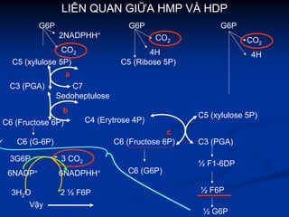 LIÊN QUAN GIỮA HMP VÀ HDP
G6P G6PG6P
2NADPHH+
CO2
C5 (xylulose 5P)
C3 (PGA)
6NADPHH+6NADP+
3G6P
C6 (Fructose 6P)
Sedoheptulose
C7
C4 (Erytrose 4P)
C6 (G-6P)
3 CO2
3H2O
C5 (Ribose 5P)
4H
CO2
Vậy
2 ½ F6P
½ G6P
½ F1-6DP
½ F6P
C6 (G6P)
C3 (PGA)
C5 (xylulose 5P)
4H
CO2
C6 (Fructose 6P)
a
b
c
 