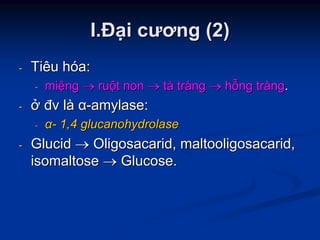 II..ĐĐạạii cươngcương (2)(2)
-- TiêuTiêu hhóóaa::
-- mimiệệngng →→ ruruộộtt nonnon →→ ttáá trtrààngng →→ hhỗỗngng trtrààngng..
-- ởở đvđv llàà αα--amylase:amylase:
-- αα-- 1,41,4 glucanohydrolaseglucanohydrolase
-- GlucidGlucid →→ OligosacaridOligosacarid,, maltooligosacaridmaltooligosacarid,,
isomaltoseisomaltose →→ Glucose.Glucose.
 