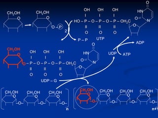 CH2OH
O
CH2OH
O
UTP
OHOH OHOH OHOH
l Il I II
HOHO –– PP –– OO –– PP –– OO –– PP –– OHOH22CC
IlIl IIII IIII
O OO O OO
O – P O
O
N
HN
O
P – P
2
OHOH OHOH OHOH
l Il I II
–– PP –– OO –– PP –– OO –– PP –– OHOH22CC
Il IIIl II IIII
O OO O OO
CH2OH
O
O
O
O
N
HN
O
UDP – G
UDP ATP
ADP
–O–
CH2OH
O
–O–
CH2OH
O
–O–
CH2OH
O
n
CH2OH
O
–O– –O–
CH2OH
O
–O–
CH2OH
O
–O–
CH2OH
O
n+1
 