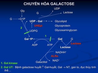 CHUYCHUYỂỂN HN HÓÓA GALACTOSEA GALACTOSE
GalGal
ATPATPADPADP
UDPGUDPG
UHEpiUHEpi
Gal 1PGal 1P
GlycosaminglycanGlycosaminglycan
GlycoproteinGlycoprotein
GlycolipidGlycolipidUDPUDP -- GalGal
GG G1PG1P
GlyGly
GG
LactaseLactase
LactoseLactose
NADHHNADHH++
ALReALRe
NADNAD++
GalactitolGalactitol1.1. Gal.kinaseGal.kinase
2. Gal UT:2. Gal UT: BBệệnhnh galactosegalactose huyhuyếếtt ↑↑ GalGal--huyhuyếếtt, Gal, Gal →→ NT,NT, gangan to,to, đđụụcc ththủủyy tinhtinh
ththểể……
22
GG
UDPUDP
LactoseLactose
11
 