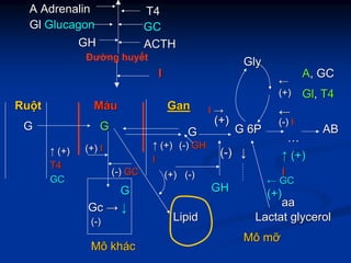 ACTHACTH
GlGl GlucagonGlucagon
A AdrenalinA Adrenalin
GHGH
T4T4
GCGC
Đường huyết
MôMô khkháácc
((--))
GG
GcGc →→ ↓↓
(+)(+)
←← GCGC
aaaa
LactatLactat glycerolglycerolLipidLipid
MôMô mmỡỡ
II
RuRuộộtt
G 6PG 6PGGGG GG
↑↑ (+)(+)
II
……
ABAB
AA, GC, GC
(+)(+)
II →→
GlyGly
GanGanMMááuu
←←
(+)(+)
←←
((--)) II
GlGl,, T4T4
↑↑ (+)(+)
T4T4
GCGC
GHGH
((--))
((--)) ↓↓
↑↑ (+)(+)
II
(+)(+)
((--)) GHGH
((--)) GCGC
(+)(+) II
 