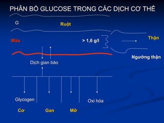 PHÂN BPHÂN BỐỐ GLUCOSE TRONG CGLUCOSE TRONG CÁÁC DC DỊỊCH CƠ THCH CƠ THỂỂ
GG RuRuộộtt
MMááuu > 1,6> 1,6 g/lg/l
DDịịchch giangian bbààoo
GlycogenGlycogen OxiOxi hhóóaa
ThThậậnn
NgưNgưỡỡngng ththậậnn
CơCơ GanGan MMỡỡ
 