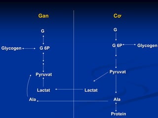 GG
ProteinProtein
AlaAla
LactatLactat
PyruvatPyruvat
GlycogenGlycogen
GG
G 6PG 6P
CơCơ
GlycogenGlycogen G 6PG 6P
PyruvatPyruvat
LactatLactat
AlaAla
GanGan
 