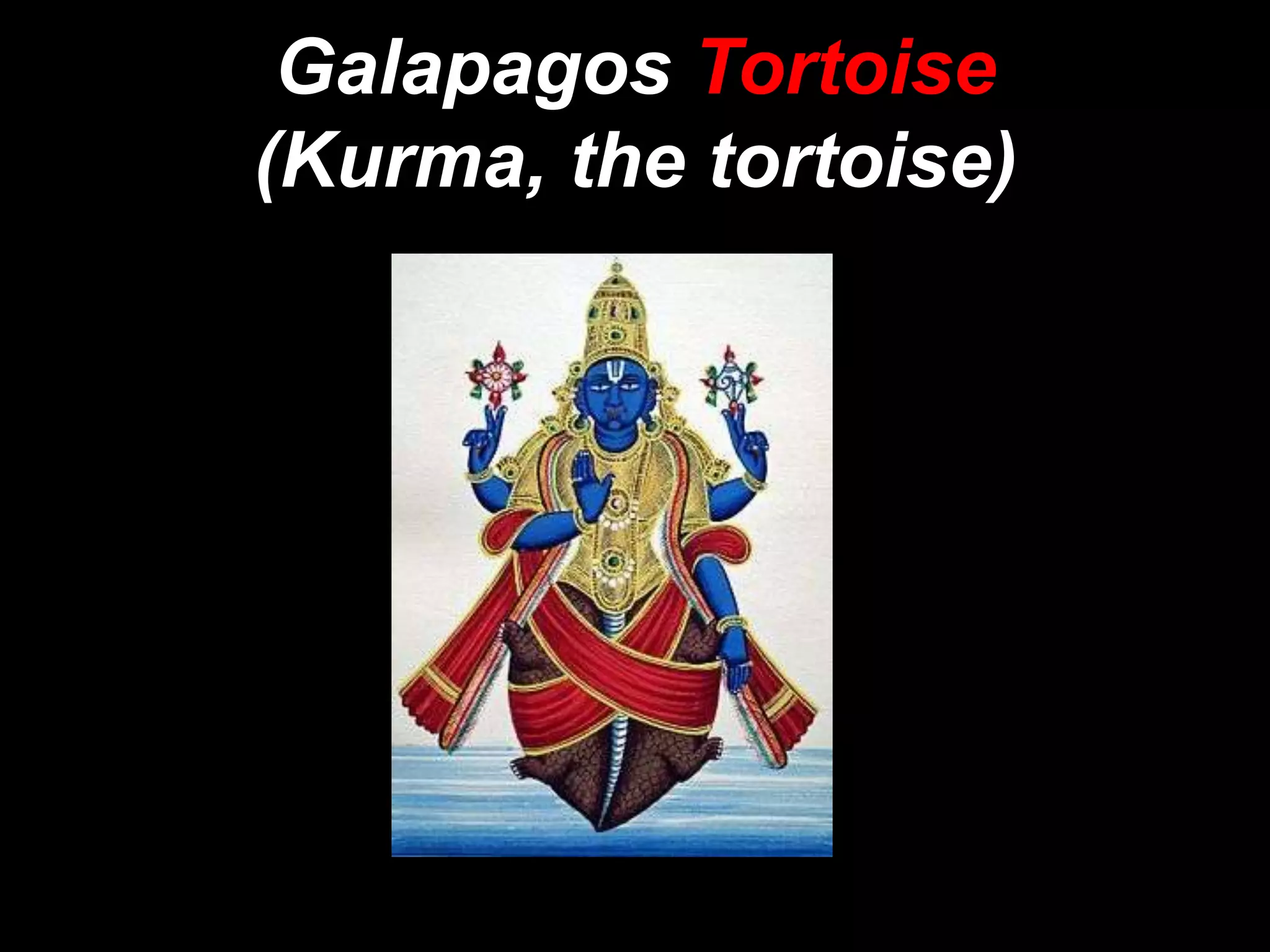 Galapagos Tortoise
(Kurma, the tortoise)
 