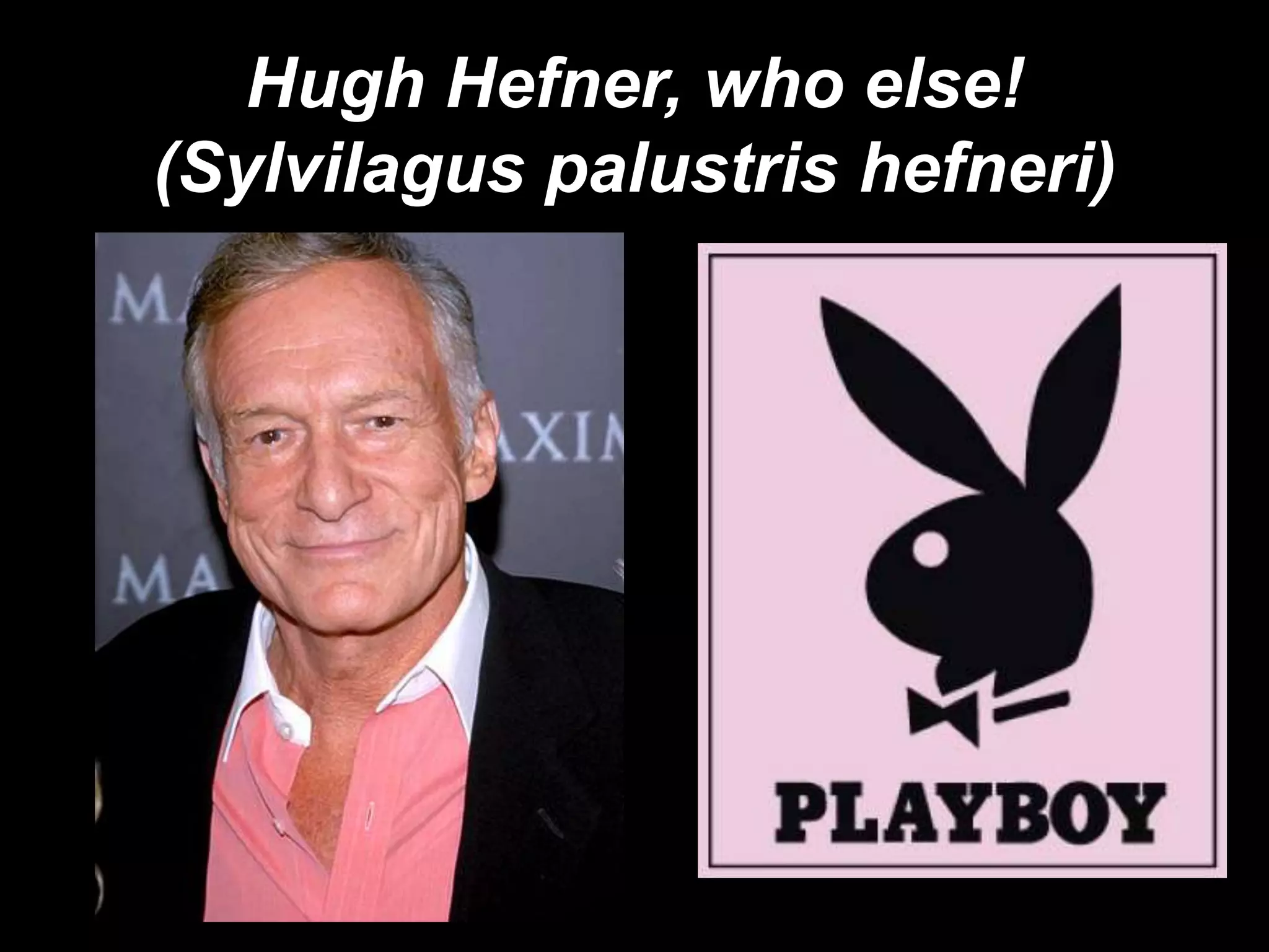 Hugh Hefner, who else!
(Sylvilagus palustris hefneri)
 