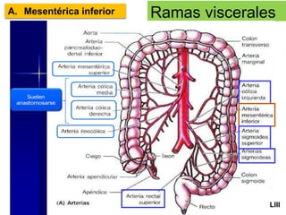 Arteria aorta abdominal | PDF