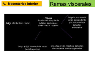Arteria aorta abdominal | PDF