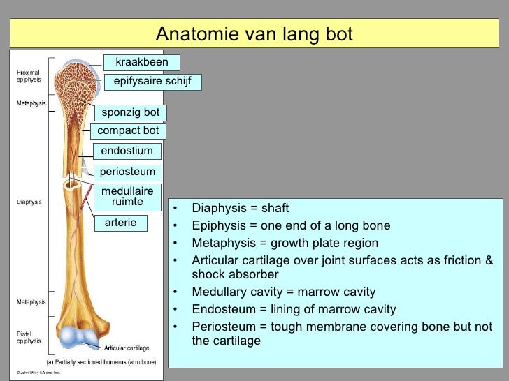 absorber shock joint Bot Kraakbeen En