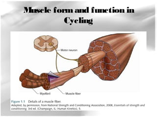 Muscle form and function in 
Cycling 
 