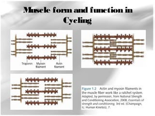 Muscle form and function in 
Cycling 
 