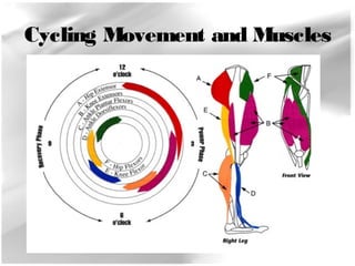 Cycling Movement and Muscles 
 