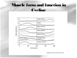 Muscle form and function in 
Cycling 
 