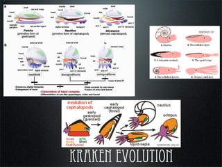 kraken evolution
P z mayers scienceblogs.com
andrewgray.com
 
