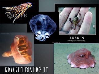 kraken diversity
census of marine life
 
