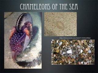 chameleons of the sea
http://www.youtube.com/watch?v=0b4tmbE5jj4
 