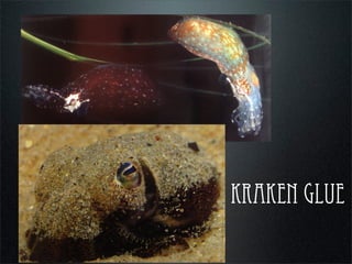 kraken glue
 