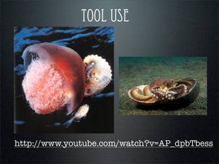 http://www.youtube.com/watch?v=AP_dpbTbess
tool use
 