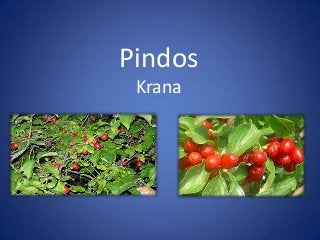 Pindos
Krana
 