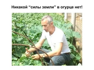 Никакой “силы земли” в огурце нет!

 