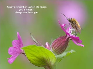 Always remember…when life hands
          you a lemon –
      always ask for sugar!
 