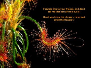 Forward this to your friends, and don’t
    tell me that you are too busy!!

Don’t you know the phrase – ‘stop and
         smell the flowers’?
 