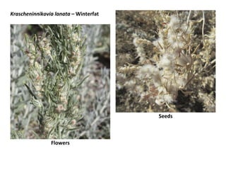 Krascheninnikovia lanata – Winterfat
Flowers
Seeds
 
