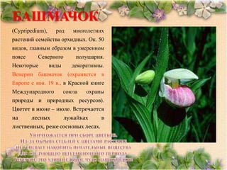 БАШМАЧОК
(Cypripedium),     род     многолетних
растений семейства орхидных. Ок. 50
видов, главным образом в умеренном
поясе     Северного         полушария.
Некоторые        виды      декоративны.
Венерин башмачок (охраняется в
Европе с кон. 19 в., в Красной книге
Международного          союза   охраны
природы и природных ресурсов).
Цветет в июне – июле. Встречается
на      лесных          лужайках     в
лиственных, реже сосновых лесах.
 