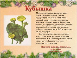 Многолетнее травянистое растение
семейства кувшинковых. Листья
сердцевидно-овальные, кожистые, с
выемкой в одну сторону, на длинных
черешках, плавают на воде. Корневище
толстое, ползущее по дну водоёма, богато
крахмалом. Листьями и корневищами
кубышек питаются лоси, бобры, водяные
крысы, ондатры.
    Цветки крупные с пятью желтыми
лепестками, а снизу с пятью зелеными
чашелистиками. Цветет кубышка с конца
мая по август. Растет в стоячих и
медленно текучих водах.
 