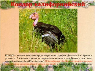 Кондор калифорнийский




КОНДОР - хищная птица подотряда американских грифов. Длина св. 1 м, крылья в
размахе до 3 м (самая крупная из современных хищных птиц). Голова и шея голые.
Альпийский пояс Анд (Юж. Америка). В Калифорнии обитает находящийся на грани
исчезновения калифорнийский кондор или гриф; в Красной книге Международного
совета охраны природы и природных ресурсов (МСОП).
 