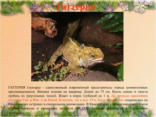Гаттерия




ГАТТЕРИЯ (туатара) - единственный современный представитель отряда клювоголовых
пресмыкающихся. Внешне похожа на ящерицу. Длина до 75 см. Вдоль спины и хвоста
гребень из треугольных чешуй. Живет в норах глубиной до 1 м. До прихода европейцев
населяла Сев. и Юж. о-ва Новой Зеландии, где к кон. 19 в. была истреблена; сохранилась на
близлежащих островах в специальном заповеднике. В Красной книге Международного союза
охраны природы и природных ресурсов (МСОП). Успешно разводится в Сиднейском
зоопарке.
 