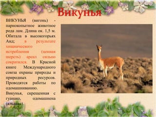 Викунья
ВИКУНЬЯ (вигонь) -
парнокопытное животное
рода лам. Длина ок. 1,5 м.
Обитала в высокогорьях
Анд;       в   результате
хищнического
истребления       (ценная
шерсть) ареал сильно
сократился. В Красной
книге    Международного
союза охраны природы и
природных       ресурсов.
Проводятся работы по
одомашниванию.
Викунья, скрещенная с
гуанако,     одомашнена
(альпака).
 