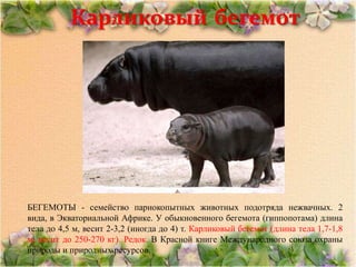 Карликовый бегемот




БЕГЕМОТЫ - семейство парнокопытных животных подотряда нежвачных. 2
вида, в Экваториальной Африке. У обыкновенного бегемота (гиппопотама) длина
тела до 4,5 м, весит 2-3,2 (иногда до 4) т. Карликовый бегемот (длина тела 1,7-1,8
м, весит до 250-270 кг). Редок. В Красной книге Международного союза охраны
природы и природных ресурсов.
 