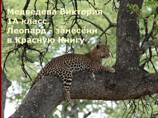 Медведева Виктория
1А класc.
Леопард - занесённ
в Красную Книгу .
 