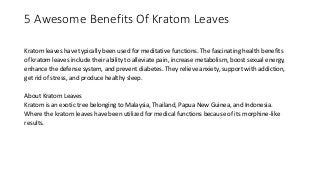 5 Awesome Benefits Of Kratom Leaves
Kratom leaves have typically been used for meditative functions. The fascinating health benefits
of kratom leaves include their ability to alleviate pain, increase metabolism, boost sexual energy,
enhance the defense system, and prevent diabetes. They relieve anxiety, support with addiction,
get rid of stress, and produce healthy sleep.
About Kratom Leaves
Kratom is an exotic tree belonging to Malaysia, Thailand, Papua New Guinea, and Indonesia.
Where the kratom leaves have been utilized for medical functions because of its morphine-like
results.
 