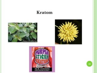 Kratom




         42
 