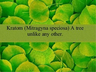 Kratom (Mitragyna speciosa) A tree
unlike any other.
 