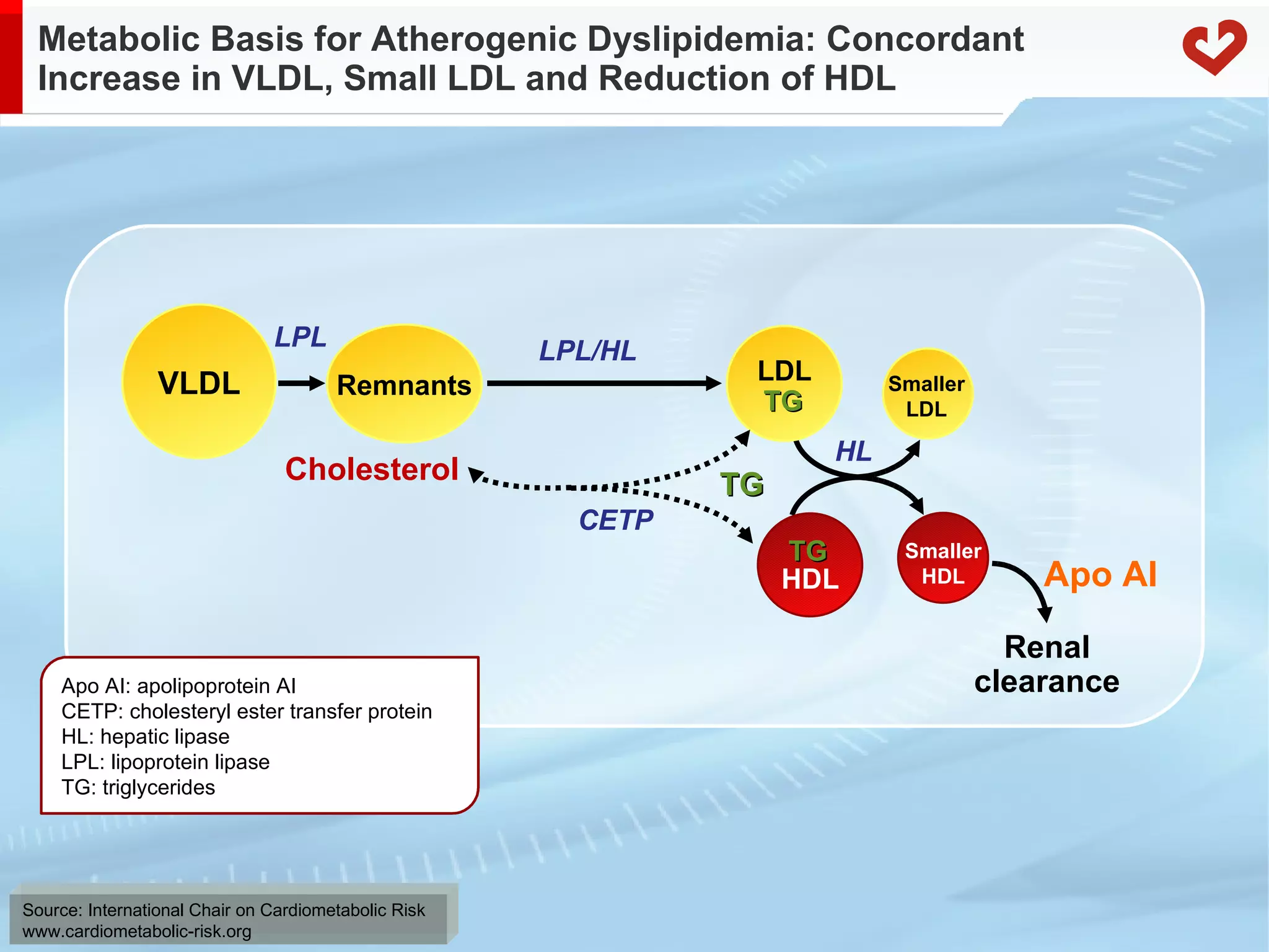 Metabolic Basis for Atherogenic Dyslipidemia: Concordant Increase in VLDL, Small LDL and Reduction of HDL Smaller LDL HL Apo AI Renal clearance LPL Remnants LPL/HL VLDL  TG  CETP Cholesterol HDL TG LDL Apo AI: apolipoprotein AI CETP: cholesteryl ester transfer protein HL: hepatic lipase LPL: lipoprotein lipase TG: triglycerides TG Smaller HDL 