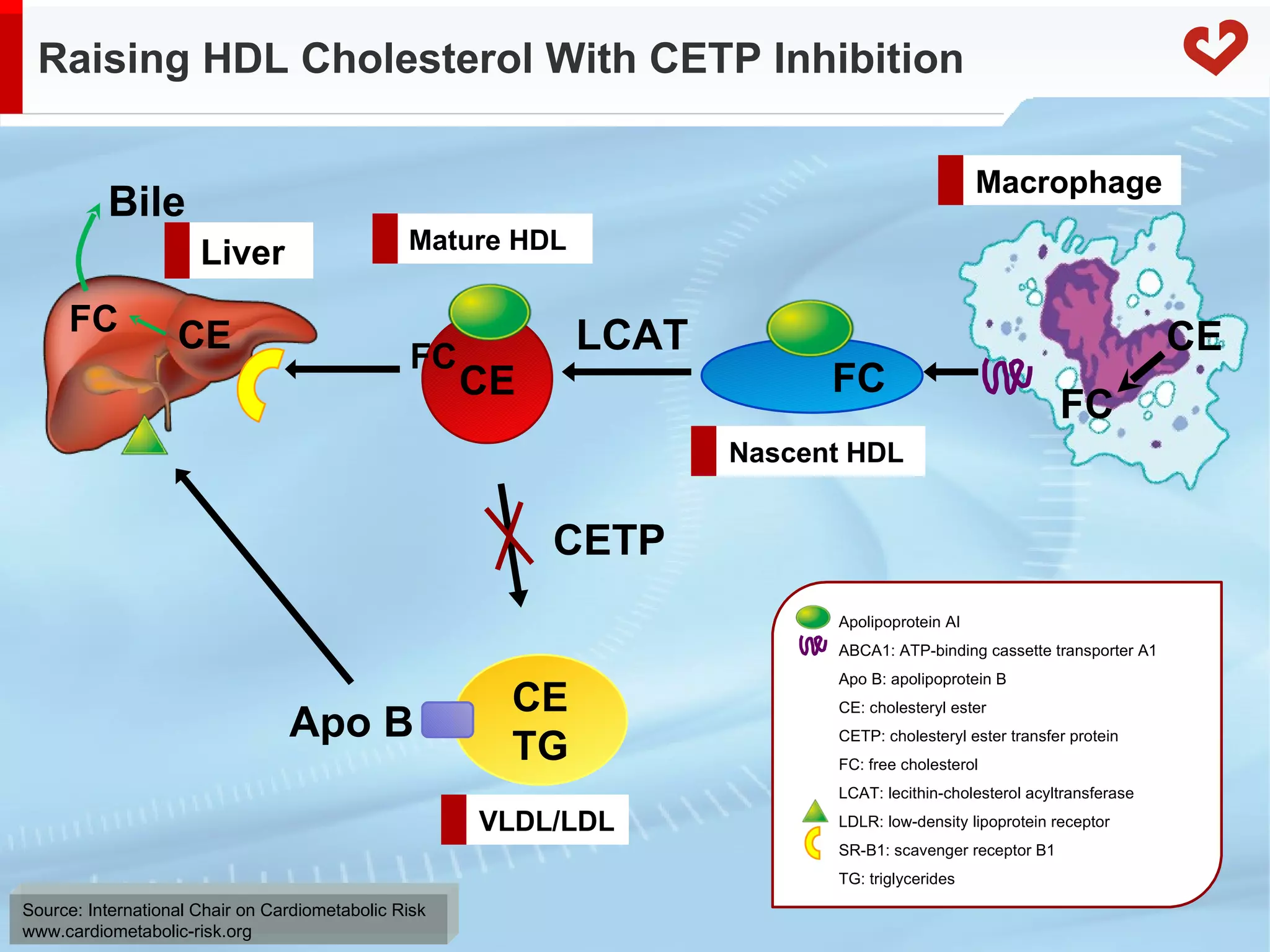 Raising HDL Cholesterol With CETP Inhibition  LCAT CE TG CETP Apo B Apolipoprotein AI ABCA1: ATP-binding cassette transporter A1 Apo B: apolipoprotein B CE: cholesteryl ester CETP: cholesteryl ester transfer protein FC: free cholesterol LCAT: lecithin-cholesterol acyltransferase LDLR: low-density lipoprotein receptor SR-B1: scavenger receptor B1 TG: triglycerides CE FC CE FC Bile CE FC Mature HDL Nascent HDL FC VLDL/LDL Macrophage Liver 