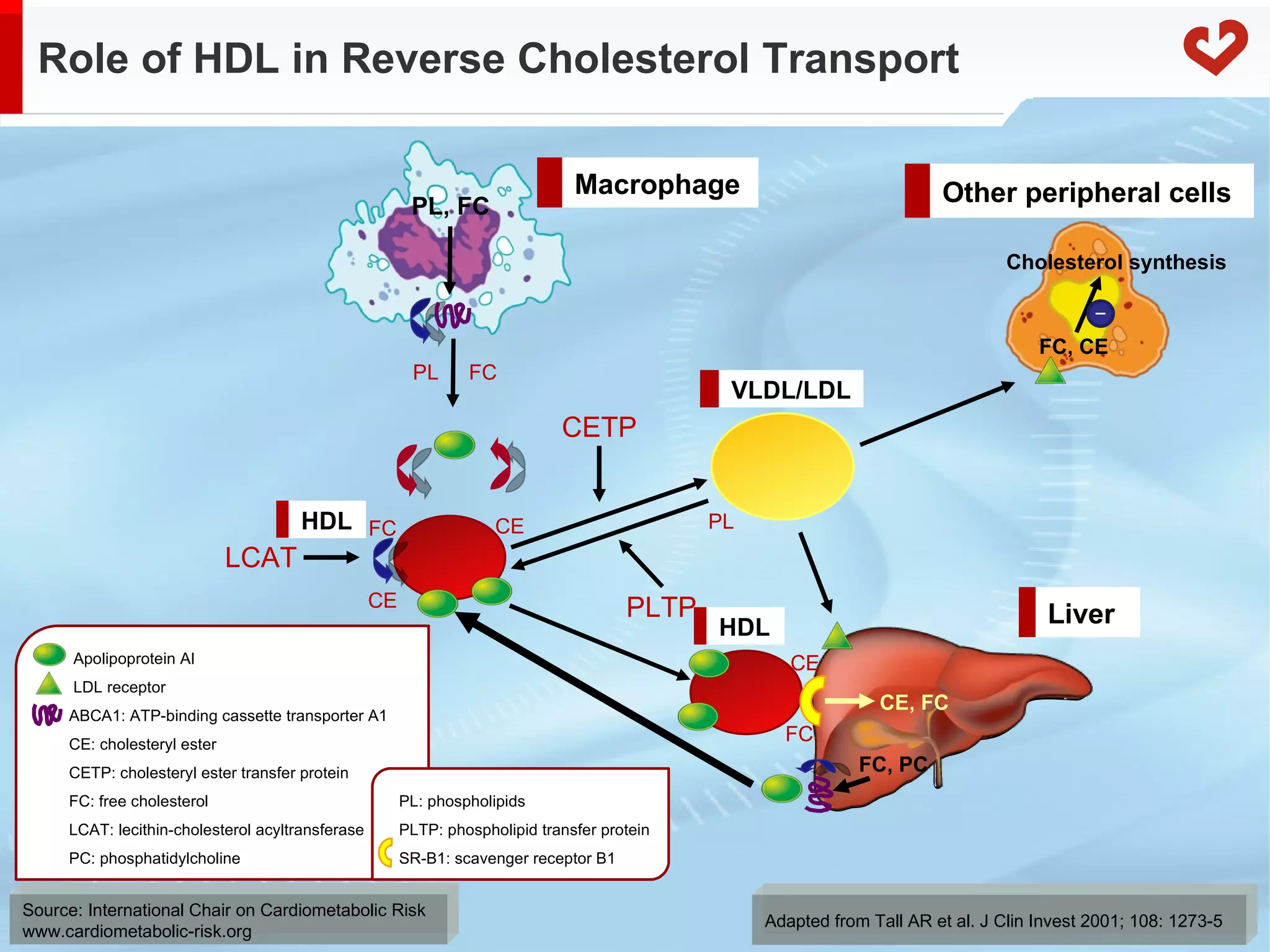 Role of HDL in Reverse Cholesterol Transport Adapted from Tall AR et al. J Clin Invest 2001; 108: 1273-5 PL FC LCAT CE CETP PLTP FC Apolipoprotein AI LDL receptor ABCA1: ATP-binding cassette transporter A1 CE: cholesteryl ester CETP: cholesteryl ester transfer protein FC: free cholesterol LCAT: lecithin-cholesterol acyltransferase PC: phosphatidylcholine  PL: phospholipids PLTP: phospholipid transfer protein SR-B1: scavenger receptor B1 PL, FC CE PL CE, FC FC, PC FC, CE Cholesterol synthesis Other peripheral cells Macrophage Liver HDL VLDL/LDL HDL FC CE 